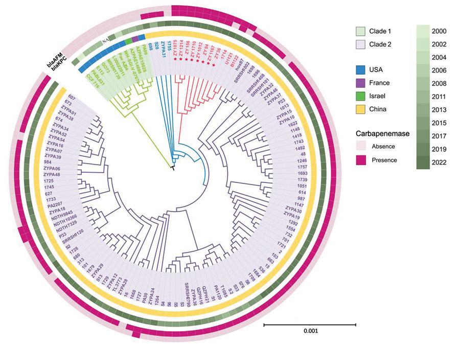 Phylogenetic analysis of Pseudomonas aeruginosa high-risk sequence type 463 strains co-producing KPC-2 and AFM-1 carbapenemases, China, 2020–2022. Core-genome phylogenetic tree was built for 125 P. aeruginosa sequence type 463 strains and rooted in the midpoint. Red asterisks indicate the 8 carbapenem-resistant P. aeruginosa strains co-producing KPC-2 and AFM-1 from a hospital in China. Presence and absence of blaAFM and blaKPC genes are indicated in the outermost 2 rings. Collection year, indicated by different shades of green, and location where each strain was isolated are indicated in the middle rings. The innermost shaded ring indicates strains belonging to clade 1 or 2. Scale bar indicates nucleotide substitutions per site. AFM, Alcaligenes faecalis metallo-β-lactamase; bla, β-lactamase; KPC, Klebsiella pneumoniae carbapenemase; NA, not available.