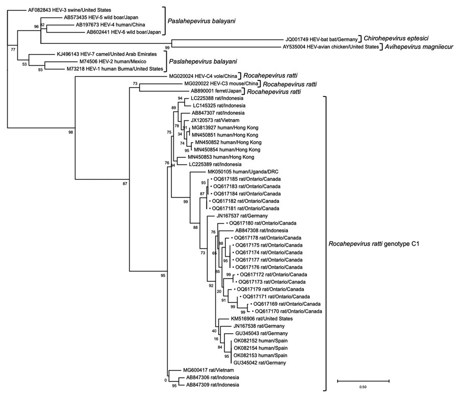 Phylogenetic tree based on the nucleotide alignment of hepatitis E virus (HEV) sequences from rats submitted by pest control professionals in southern Ontario, Canada, during November 2018–June 2021 (black dots), and select reference sequences from other studies in GenBank (accession numbers provided). Maximum-likelihood analysis of a 283-nt fragment of the RNA dependent RNA polymerase of open reading frame 1 was performed by the general time reversible plus gamma plus invariant sites substitution model as determined for the alignment by Smart Model Selection (12). Tree construction was optimized by nearest neighbor interchange and subtree pruning and regrafting with branch support computed by the approximate likelihood-ratio test based on a Shimodaira-Hasegawa-like procedure (13). Only bootstrap values >70% are shown. Scale bar indicates the number of nucleotide substitutions per site. DRC, Democratic Republic of the Congo.