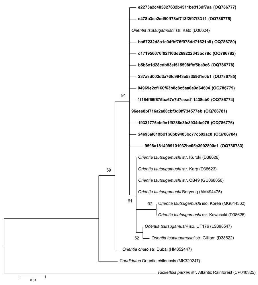Phylogenetic tree of Orientia tsutsugamushi 16S rRNA gene sequences (≈399 bp) from free-living chiggers collected in North Carolina, USA, and their reference sequences in GenBank. The tree was constructed using the maximum-likelihood method. Bold text indicates study sequences. Rickettsia parkeri was used as an outgroup. We conducted bootstrap analyses with 1,000 iterations evaluate the strength of the tree topologies. GenBank accession numbers are in parentheses. Scale bar represents 0.01 substitutions per nucleotide position.