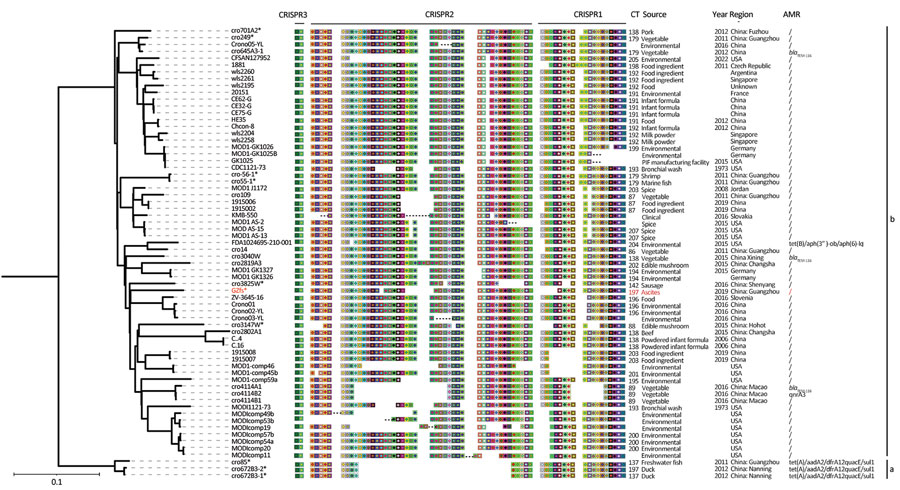 Multilocus sequence typing phylogenetic tree based on whole-genome sequencing single-nucleotide polymorphisms of a Cronobacter sakazakii ST64 strain from a fatal case of necrotizing enterocolitis in a 17-day-old male neonate, China, compared with reference strains. Asterisks indicate newly sequenced strains in this study; red text indicates isolate from the neonate. CRISPR spacers arrangement, CT, source, year, region and genes are listed next to corresponding strains. Color schemes in CRISPR arrays are provided at the spacer level to illustrate differences among strains by using CRISPRStudio software (https://www.semanticscholar.org). Ellipsis in spacers indicate partial CRISPR arrays without determined end (incomplete CRISPR arrays). Scale bar indicates nucleotide substitutions per site. AMR, antimicrobial resistance; CR, CRISPR type; CRISPR, clustered regularly interspaced short palindromic repeats; ST, sequence type.