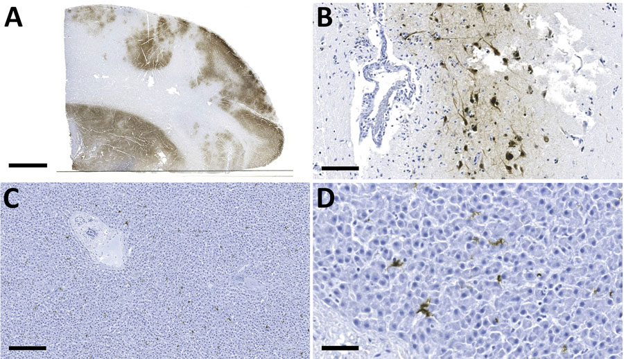 Detection of influenza A virus antigen in black bears by immunohistochemical analysis, Quebec, Canada. A) Brain tissue, showing abundant viral antigen detected multifocally throughout the section and observed primarily in gray matter areas. Scale bar indicates 5 mm. B) Brain immunostaining within neurons and surrounding neuropil. Scale bar indicates 100 μm. C) Liver tissue, showing viral antigen within individual cells. Scale bar indicates 200 μm. D) Liver tissue, showing that cells have the morphologic appearance of Kuppfer cells. Scale bar indicates 50 μm. Monoclonal antibody and diaminobenzidine stained, Gill’s hematoxylin counterstained.