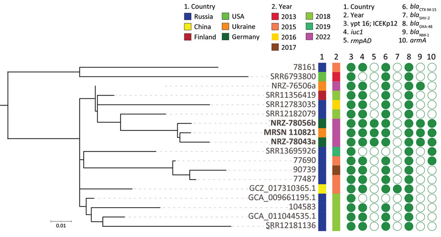 Core genome, SNP-based phylogenetic tree for Klebsiella pneumoniae from an injured service member from Ukraine (MRSN 110821) and 17 closely related sequence type 395 K. pneumoniae. In addition to MRSN 110821, the dataset included 14 subclade B2 isolates and 3 NDM-1/OXA-48–producing isolates available in public databases. Country of origin, year of collection, and presence (closed circle) or absence (open circle) of selected virulence and antimicrobial resistance genes are indicated. The midpoint was used as a root for the phylogenetic tree. K. pneumoniae MRSN 110821 from this study and the 2 highly related strains from Germany are highlighted in boldface. Scale bar indicates the ratio of substitutions per site for a 1,665 bp alignment of variable sites in the core genomes of the 18 strains.