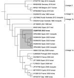 Next-generation sequencing data associated with fatal West Nile virus (WNV) infection in a horse returning to the United Kingdom from Spain, 2022. Bayesian phylogenetic tree analysis of a 624-bp sequence located in the nonstructural 5 gene showed that the strain from the horse (boldface; GenBank accession no. OQ857020) clusters with recent sequences from Andalusia, Spain (gray shading). Next-generation sequencing was conducted on an Illumina MiSeq sequencer (https://www.illumina.com). The sequence was aligned with 23 WNV lineage 1 and 2 reference sequences obtained from GenBank in MEGA version 11.0.13 (https://www.megasoftware.net), and a Bayesian phylogenetic analysis was undertaken in BEAST version 1.10.4 (https://beast.community) using a general time reversible plus invariant sites plus gamma nucleotide substitution model and 10,000,000 Markov chain Monte Carlo generations. Node labels represent posterior probabilities. Accession number, country, year of detection and host species are included for each sequence. 