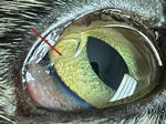 Adult parasites in the bulbar conjunctiva of the left eye of a cat (red arrow) in study of emergence of thelaziosis caused by Thelazia callipaeda in dogs and cats, United States. The cat was 2.5-year-old spayed female domestic shorthair cat (case 2) examined in October 2022.