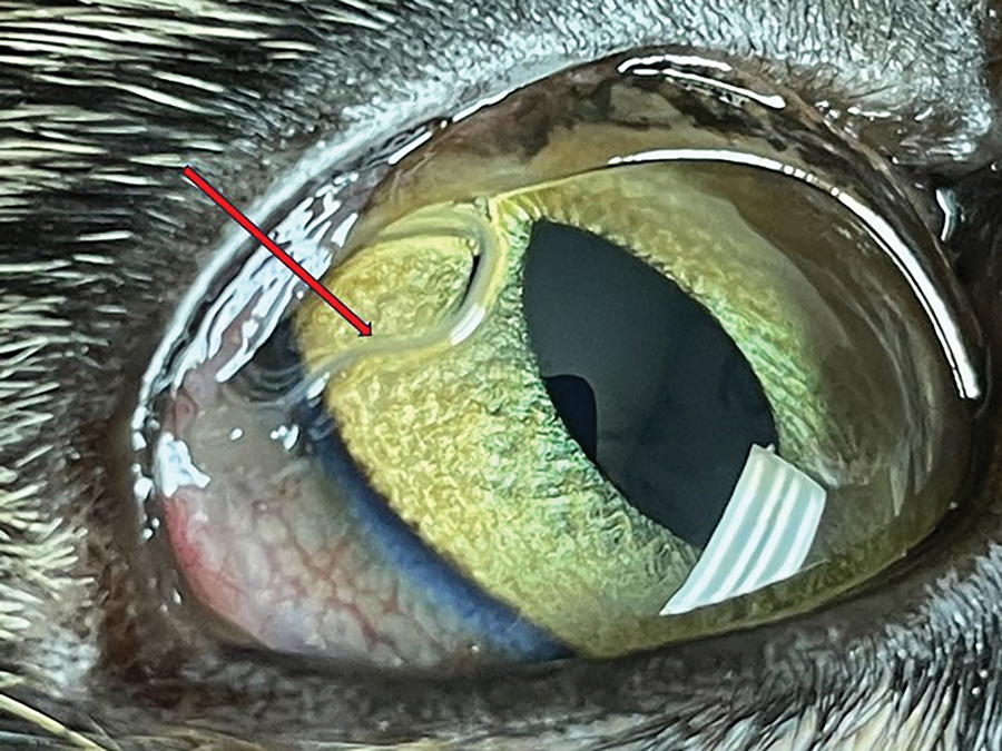 Adult parasites (red arrow) in the bulbar conjunctiva of the left eye of a 2.5-year-old spayed female domestic shorthair cat (case 2) examined in October 2022.