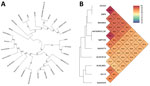 Analysis of the single-copy gene phylogenetic tree and average nucleotide identity for genomes of Burkholderia thailandensis 2022DZh from a patient in Dazhu, Sichuan, China, and other isolates from Burkholderia species. A) Single-copy gene phylogenetic tree created using the genomes of B. thailandensis 2022DZh and 25 other isolates from various Burkholderia species. B) Average nucleotide identity heatmap developed using genomes of B. thailandensis 2022DZh and 9 other isolates from various Burkholderia species.
