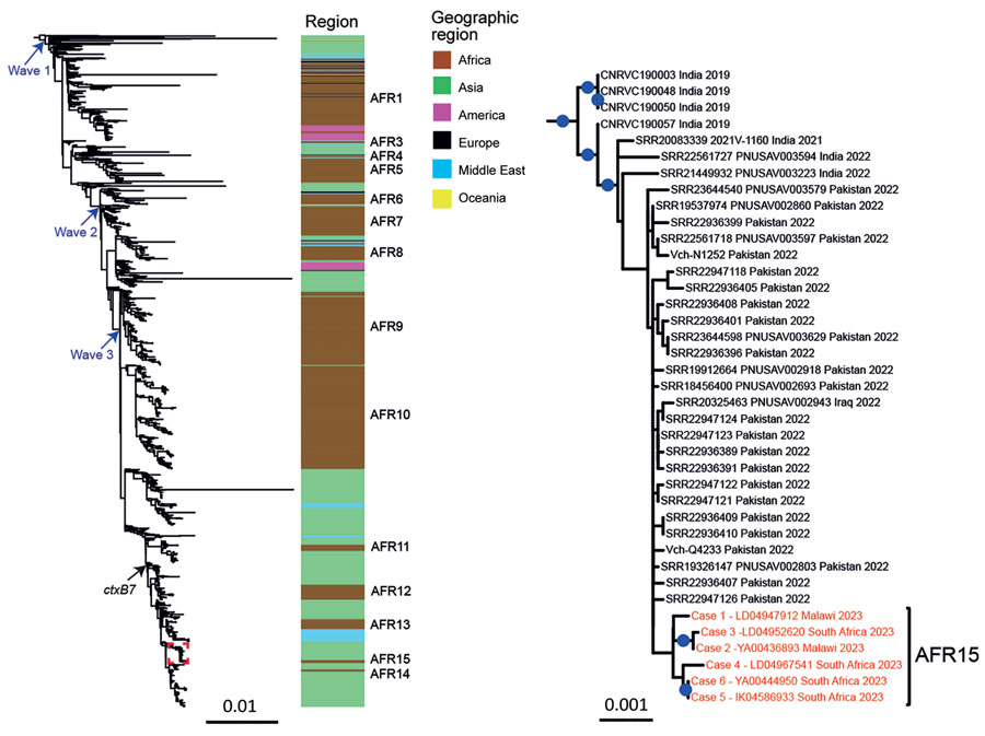 Maximum likelihood pandemic-scale phylogenetics