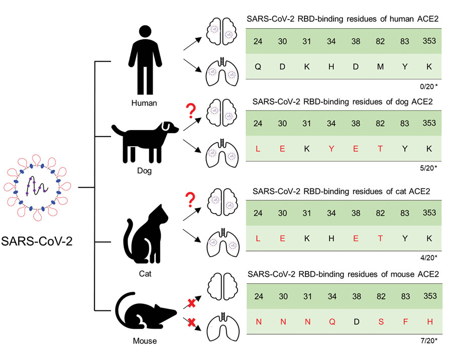 Schematic diagram representing susceptibility to SARS-CoV-2 infection in the lungs and brain of animals with potential for human transmission and homology of ACE2 amino acid sequences in study of the neurologic effects of SARS-CoV-2. *Number of mutations among the key 20 residues involved in interacting with the SARS-CoV-2 RBD. ACE2, angiotensin-converting enzyme 2; RBD, receptor-binding domain.