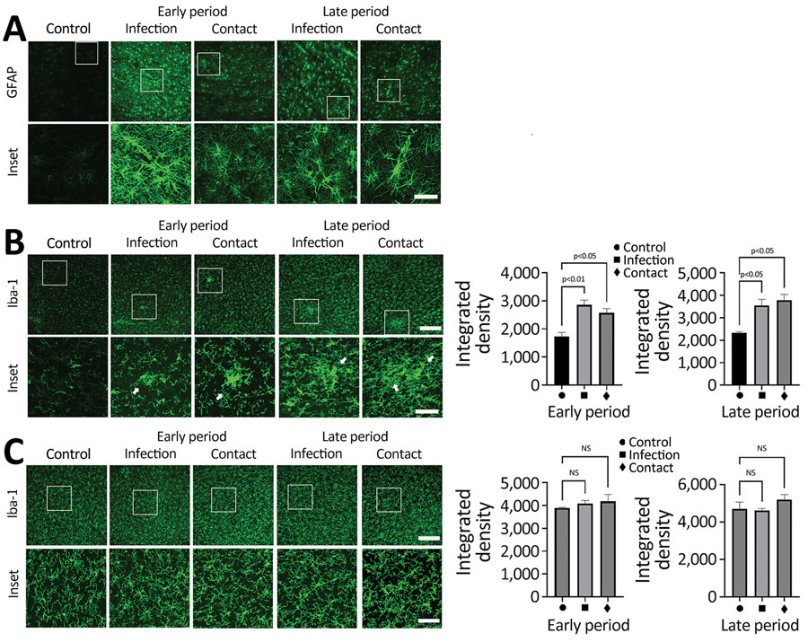 SARS-CoV-2 induces activation of microglial cells in the brain white matter in a region-specific manner in SARS-CoV-2–infected and contact dogs in study of the neurologic effects of SARS-CoV-2 transmitted among dogs. A) Representative fluorescent images of glial fibrillary acidic protein (activation astrocyte marker, green) staining of canine brain sections derived from SARS-CoV-2–infected and contact groups at early and late days after infection. Scale bars indicate 200 μm; in insets, 50 μm. B) Representative fluorescent images and statistical results of Iba-1 (a marker of microglia; green) staining of canine brain white matter sections derived from SARS-CoV-2–infected and contact dogs at early and late dpi. Scale bars indicate 200 μm; in insets, 50 μm. C) Representative fluorescent images and statistical results of Iba-1 (a marker of microglia, green) staining of canine brain gray matter sections derived from SARS-CoV-2–infected and contact dogs at early and late dpi. Scale bars indicate 200 μm; in insets, 50 μm. Statistical significance was determined using a 1-way analysis of variance. Data in graphs are presented as means ±SEM.