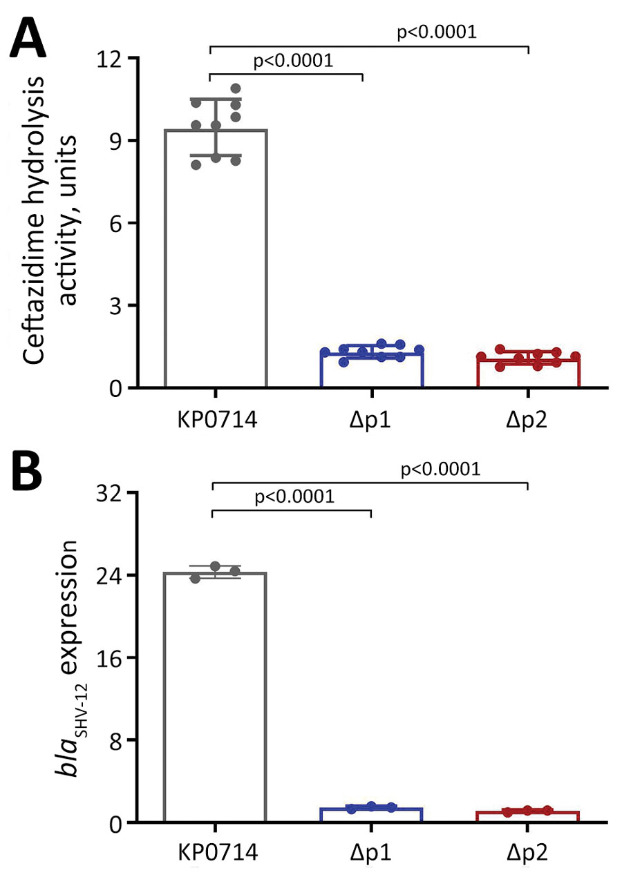 Overexpression of blaSHV-12 contributing to ceftazidime/avibactam resistance in Klebsiella. pneumoniae isolate KP0714 in study of ceftazidime/avibactam resistance in carbapenemase-producing K. pneumoniae. A) Relative blaSHV-12 expression level. B) Ceftazidime hydrolysis activity of different blaSHV-12 promoter deletion mutants. One unit of enzyme activity was defined as the amount of enzyme that hydrolyzed 1 nmol of substrate per min. Error bars indicate SDs. p values were computed by 1-way analysis of variance with Bonferroni correction.