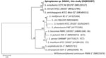 Neighbor-joining phylogenetic tree based on 16S rRNA gene sequences from a postsurgery patient with a blood infection, China, 2022. Tree shows the phylogenetic relationship among the strain DGKH1 from this study (boldface) and closely related species of Spiroplasma. Williamsoniiplasma luminosum PIMN-1T (GenBank accession no. NR025676) was used as an outgroup in the tree; GenBank accession numbers are provided for all sequences. Bootstrap values (expressed as percentages of 1,000 replications) >70% are shown at the branch points. Superscript T indicates type strains. Scale bar indicates substitutions per nucleotide position.