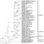 Phylogenetic analysis of the nucleocapsid protein encoding region of lymphocytic choriomeningitis virus lineage V identified in wood mice, Germany (boldface), and reference sequences. Bayesian inference method was used to analyze the 1,674-nt open reading frame corresponding to codons 1–558 without the stop codon. GenBank accession number, strain name, host species, and country of origin (if known) are shown. Roman numerals I–IV represent the different virus lineages as defined previously (10). Lunk virus from Mus minutoides mice was used as an outgroup. WE and Armstrong are laboratory strains of lymphocytic choriomeningitis virus. Scale bar indicates nucleotide substitutions per site. Asyl, Apodemus sylvaticus; AU, Australia; BG, Bulgaria; CN, China; CZ, Czech Republic; DE, Germany; ES, Spain; FR, France; GA, Gabon; GF, French Guiana; JP, Japan; Mm, Mus musculus; Mmm, M. musculus musculus; Mmd, M. musculus domesticus; SK, Slovakia; US, United States; YU, former Yugoslavia. 