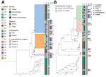 Whole-genome sequencing of Staphylococcus saprophyticus (A) and ACBC (B) isolates implicated in the bacterial contamination of platelet blood products, United States, 2018–2022. Maximum-likelihood phylogenies based on core genes were generated by using Roary (https://github.com/sanger-pathogens/Roary) and RaxML (https://cme.h-its.org); phylogenetic trees were midpoint rooted. Clusters were identified based on SNVPhyl (https://snvphyl.readthedocs.io) and highlighted if they included isolates linked to a sepsis transfusion case. Acinetobacter spp. isolates not falling in the ACBC were also included. Black circles on branches indicate 100% support for the branch of 100 bootstraps. US states are identified by 2-letter postal codes. Scale bars indicate nucleotide substitutions per site. ACBC, Acinetobacter calcoaceticus–baumannii complex; DR, Dominican Republic; PAS, platelet additive solution; PR, Puerto Rico. 
