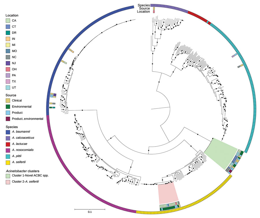 Public ACBC shown with study isolates from investigation of bacterial contamination of platelet blood products, United States, 2018–2022. Shown is a RaxML (https://cme.h-its.org)‒generated phylogeny based on core genes of genomes from ACBC isolates from this study compared with all A. calcoaceticus, A. lactucae, and A. seifertii and a subsampled set of A. baumannii, A. nosocomialis, and A. pittii genomes from the National Center for Biotechnology Information RefSeq (https://www.ncbi.nlm.nih.gov/refseq) database, along with all Staphylococcus saprophyticus from the RefSeq database. Isolate location, isolate source, and species from National Center for Biotechnology Information database along with all S. saprophyticus isolates or by average nucleotide identity were layered onto the phylogeny. Pink and green indicate the 2 clusters from Figure 3, panel B. Black circles on branches indicate 100% support for the branch of 100 bootstraps. US states are identified by 2-letter postal codes. Scale bar indicates nucleotide substitutions per site. ACBC, Acinetobacter calcoaceticus-baumannii; DR, Dominican Republic. 