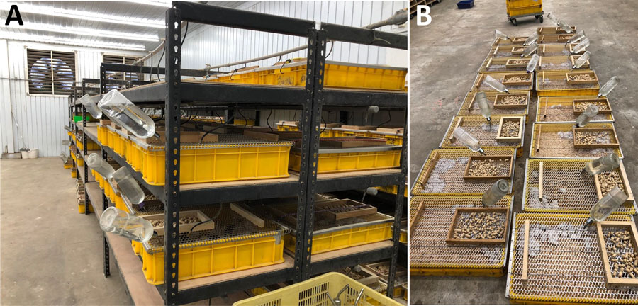 Racks (A) and tubs (B) used at a rodent breeding farm linked to study of recurrent occupational hantavirus infections, Taiwan.