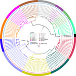 Phylogenetic tree of virus genomes from a study of geographic distribution of rabies virus and genomic sequence alignment of wild and vaccine strains, Kenya. The tree was constructed from whole-genome sequences by using MAD DOG (44). All genomes were of Cosmopolitan clade, subclades Africa-1a or Africa-1b, and were further delineated into a total of 14 distinct lineages, 8 from western Kenya and 5 in eastern Kenya. One lineage from eastern Kenya was unclassified. Scale bar indicates nucleotide substitutions per site.