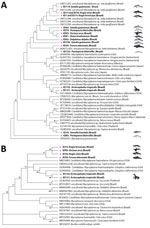 Maximum-likelihood phylograms from a study of molecular detection and characterization of Mycoplasma spp. in marine mammals, Brazil. A) 16S rRNA gene (329-bp) phylogram based on Tamura 3-parameter with inversions and gamma distribution model. Mycoplasma pneumoniae was selected as outgroup. B) 23S rRNA gene (820-bp) phylogram based on a general time-reversible model with invariant sites. Bacillus subtilis was selected as outgroup. Trees show alignment of Mycoplasma spp. consensus sequences obtained in marine mammals from this study (pink dots and bold text) and other hemotropic mycoplasmas retrieved from GenBank. Reliability of the phylograms was tested by 1,000 replicate bootstrap analyses omitting values <70. Trees generated by using MEGA 7.0 (https://www.megasoftware.net).