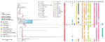 Phylogenetic analysis and genetic features of Klebsiella pneumoniae ST512 in study of the strain’s genotypic evolution during ceftazidime/avibactam, meropenem/vaborbactam, and cefiderocol treatment, Italy. Phylogenetic tree was constructed from 4,654 core gene alignments from a total of 133 K. pneumoniae ST512 genome sequences: 5 genomes sequenced in this study (pink shading), 12 genomes from the same hospital (pale blue shading), and 116 genomes downloaded from the Pasteur Institute BIGSdb database (https://bigsdb.pasteur.fr/klebsiella). Colors indicate resistance and acquired-resistance genes (or corresponding proteins) associated with carbapenemases, yersiniabactin, and chromosomal mutations within the different strains. The same color in the legend on the left indicates the expected resistance phenotype. Asterisk after CirA E133 indicates this mutation produced a premature stop codon. Scale bar indicates number of single-nucleotide polymorphisms in the core genome. Del, deletion; KPC, K. pneumoniae carbapenemase; PUI, Policlinico Umberto I; ST, sequence type; VIM, Verona integron-encoded metallo-β-lactamase.