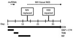 Diagnostics and treatments for Bartonella rochalimae endocarditis during a 36-day hospitalization. Dotted lines indicate the time between specimen collection and test result for mcfDNA and MV tissue NGS tests. CTR, ceftriaxone; DAP, daptomycin; DOX, doxycycline; mcfDNA, microbial cell-free DNA; MV, mitral valve; NGS, next-generation sequencing; RIF, rifampin; TOB, tobramycin; VSD, ventricular septal defect.