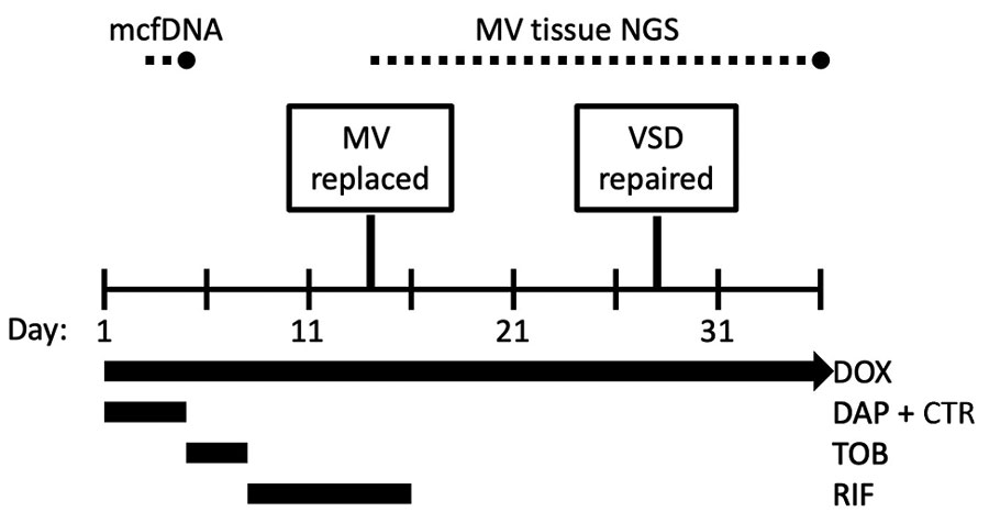 Diagnostics and treatments for Bartonella rochalimae endocarditis during a 36-day hospitalization. Dotted lines indicate the time between specimen collection and test result for mcfDNA and MV tissue NGS tests. CTR, ceftriaxone; DAP, daptomycin; DOX, doxycycline; mcfDNA, microbial cell-free DNA; MV, mitral valve; NGS, next-generation sequencing; RIF, rifampin; TOB, tobramycin; VSD, ventricular septal defect.