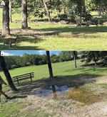 Site of exposure in an outbreak of limited cutaneous melioidosis among children after a sporting event, Australia. A) Mud pit site when not in use for the sporting event; members of a wallaby troupe surround the site. B) Mud pit site when not in use for the sporting event; water pooling is evident.