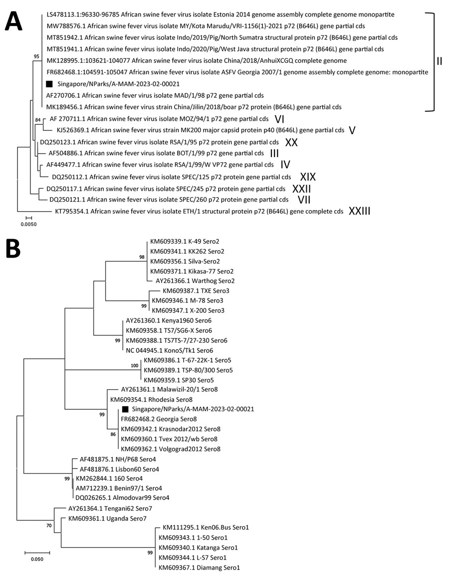 Phylogenetic analysis of African swine fever virus detected in a wild boar, Singapore, 2023. A) Analysis of p72 genotype. Roman numerals to the right indicate the respective genotypes; 10 of 24 known genotypes are shown. B) Analysis of CD2v serogroups constructed by using the maximum-likelihood method and Tamura-Nei model with 1,000 bootstrap values in MEGA X software (https://www.megasoftware.net). Only bootstrap values >70% are shown. Black squares indicate sample from this study (Singapore/NParks/A-MAM-2023-02-00021; GenBank accession number OR135685). GenBank accession numbers are provided for all reference sequences. Scale bars indicate nucleotide substitutions per site.