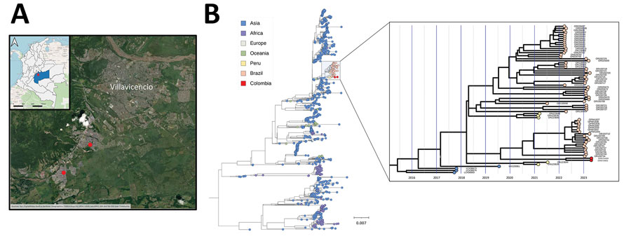 Phylogenetic analysis of dengue virus 2 cosmopolitan genotype, Colombia. A) Geographic location of the neighborhoods where the patients’ residences are situated. B) Maximum-likelihood tree rooted at the midpoint depicts the evolutionary relationships of the complete genome sequence of the dengue virus 2 cosmopolitan genotype identified in 2 patients from the city of Villavicencio in Meta department, Colombia (red circles), along with 1,001 publicly available sequences from GenBank. The highlighted blue area is shown in a time-resolved maximum-likelihood tree in expanded panel; colors represent different sampling locations. Scale bar indicates number of substitutions per site. 