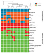 Comparison of genotypic and phenotypic resistance patterns of 20 t991 MRSA isolates from Israel tested using whole-genome sequencing. Blue tiles represent presence of resistance gene and orange tiles absence of resistance gene; red tiles represent antimicrobial resistance and green tiles represent antimicrobial sensitivity. Clustering is based on wgMLST data and generated by BioNumerics software (https://www.bionumerics.com). wgMLST whole-genome multilocus sequence typing.