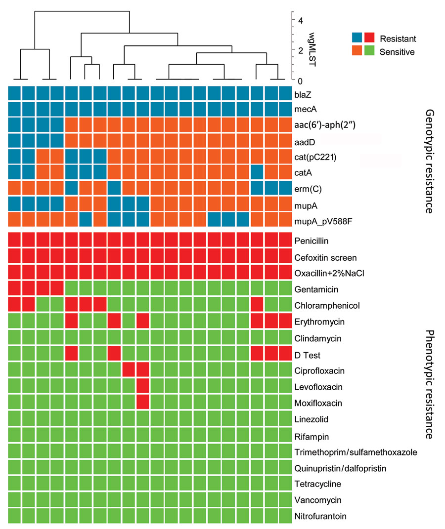 Comparison of genotypic and phenotypic resistance patterns of 20 t991 MRSA isolates from Israel tested using whole-genome sequencing. Blue tiles represent presence of resistance gene and orange tiles absence of resistance gene; red tiles represent antimicrobial resistance and green tiles antimicrobial sensitivity. Clustering is based on wgMLST data and generated by BioNumerics software (https://www.bionumerics.com). wgMLST, whole-genome multilocus sequence typing.