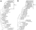 Phylogenetic trees of the emerging novel norovirus GII.4 strains on 3 continents. A) Common genotyping region C; 250 nt from the 5′ end of ORF2; B) complete VP1 aa sequences. Phylogenetic trees show novel GII.4 San Francisco strains and GII.4 variants, including recently identified clusters like GII.4 Hong Kong. Evolutionary analyses were conducted in MEGA X (https://www.megasoftware.net) using the maximum-likelihood method based on the Tamura-Nei model for the C region and Jones-Taylor-Thornton matrix-based model for VP1. We used a discrete gamma distribution to model evolutionary rate differences among sites; 5 categories γ parameter = 0.2174. Bootstrap (100) values are indicated at the nodes. Trees were drawn to scale. Scale bar represents nucleotide substitutions per site. ORF, open reading frame; VP1, viral protein 1.