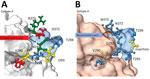 Structural changes of emergent novel norovirus GII.4 strains from 3 continents. A) Sydney GII.4 strain (GenBank accession no. JX459908); B) GII.4 San Francisco strain. The 3-dimensional structure models were predicted by using ChimeraX version 1.4 (11) and the alphafold prediction tool (12). Models show structural changes near and within the epitope A antigenic region on GII.4 San Francisco P-domain (panel B) are overlayed on a GII.4 Sydney 2012 backbone (Protein Data Bank, https://www.rcsb.org/structure/4OP7). Negatively (red) and positively (green) charged amino acids of GII.4 Sydney (panel A) were replaced with neutral amino acids (blue) in the GII.4 San Francisco strain and a hydrophobic (yellow) amino acid, alanine, was inserted between T293 and T294. 