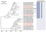 Time-scaled phylogenetic tree of 43 highly pathogenic avian influenza A(H5N1) virus clade 2.3.4.4b complete viral genomes from seals and wild birds in the St. Lawrence Estuary, Quebec, Canada, 2022. Tree was inferred by Bayesian analysis. Red text indicates seal-derived sequences and black text indicates wild bird–derived sequences. Posterior probability values >0.70 are displayed at the tree nodes. The genome constellation for each sequence (i.e., the compliment of Eurasian and North American derived genome segments) is presented to the right of the tree tips. HA, hemagglutinin; M, matrix; NA, neuraminidase; NP, nucleoprotein; NS, nonstructural; PA, polymerase acidic; PB, polymerase basic.