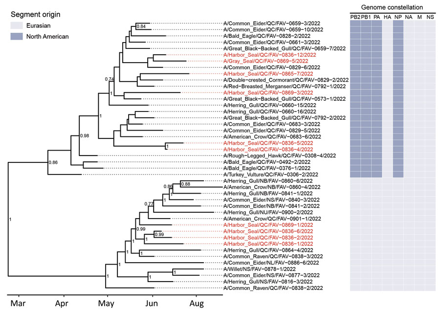Time-scaled phylogenetic tree of 43 highly pathogenic avian influenza A(H5N1) virus clade 2.3.4.4b complete viral genomes from seals and wild birds in the St. Lawrence Estuary, Quebec, Canada, 2022. Tree was inferred by Bayesian analysis. Red text indicates seal-derived sequences and black text indicates wild bird–derived sequences. Posterior probability values >0.70 are displayed at the tree nodes. The genome constellation for each sequence (i.e., the compliment of Eurasian and North American derived genome segments) is presented to the right of the tree tips. HA, hemagglutinin; M, matrix; NA, neuraminidase; NP, nucleoprotein; NS, nonstructural; PA, polymerase acidic; PB, polymerase basic.