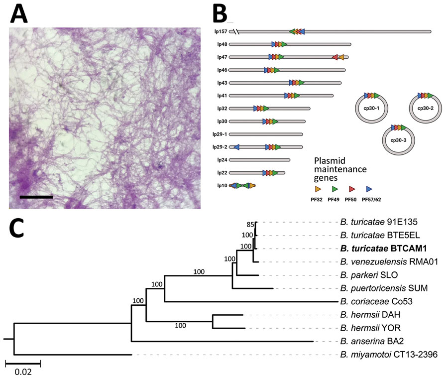 Isolation and genetic characterization of Borrelia turicatae from ticks collected in the village of Camayeca, Mexico. A) Spirochetes were isolated from murine blood in culture medium. Scale bar indicates 20 µm. B) Genome sequencing and assembly generated the plasmid repertoire of the bacteria. Plasmids were designated as lp or cp and by their respective size to the nearest kilobase. PF partitioning genes are shown in each plasmid as orange, green, red, and blue triangles. C) Maximum-likelihood species tree performed in a phylogenomic analysis of the spirochete sample we extracted, designated CAM-1 (boldface), grouped the spirochete with B. turicatae. The tree was generated with an edge-linked proportional partition model with 1,000 ultra-fast bootstraps. Scale bar indicates 0.02 substitutions per site. cp, circular plasmid; lp, linear plasmid; PF, plasmid family.