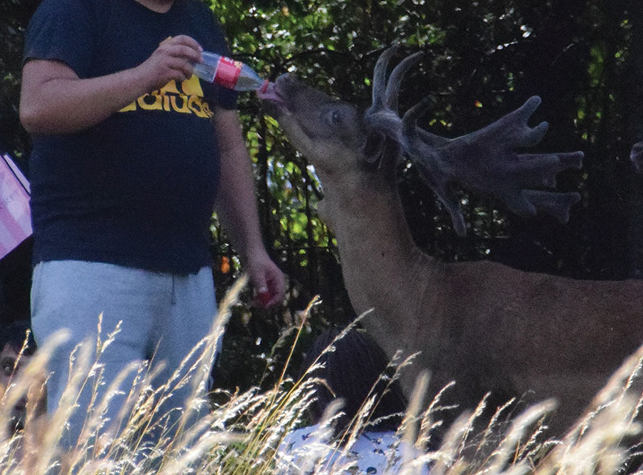 Example of fallow deer–human interaction in study of SARS-CoV-2 seropositivity in urban population of wild fallow deer, Dublin, Ireland, 2020–2022. Photograph by Bawan Amin, University College Dublin, July 2018.