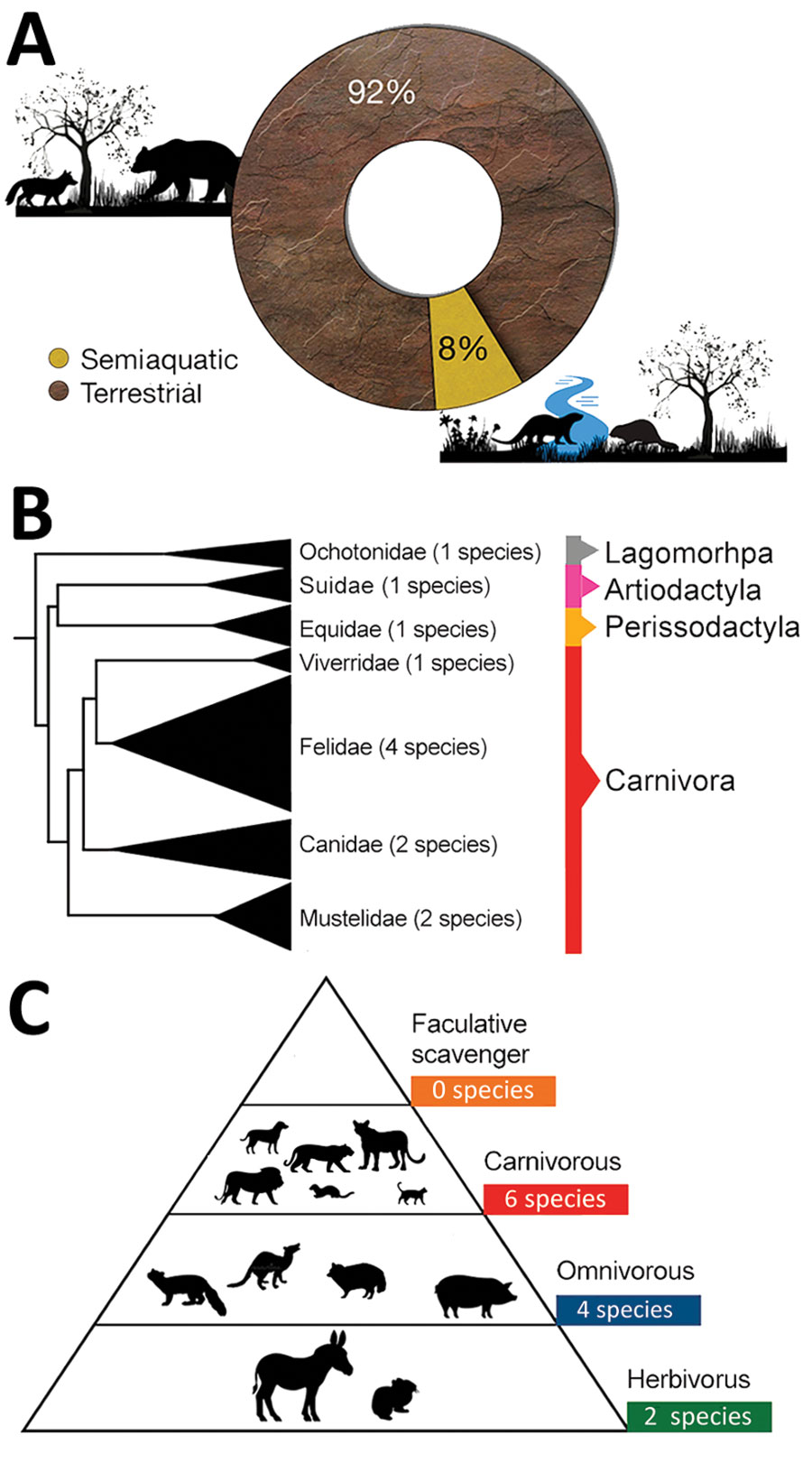 Characteristics of mammal species affected worldwide by highly pathogenic influenza virus A (H5N1) in previous waves of infection (2003–2019). A) Habitat of mammal species affected by H5N1. B) Phylogeny of mammal species affected (tree constructed using iTOL version 5 following Letunic and Bork [15], from DNA sequence data available in Upham et al. [16]). C) Trophic level (facultative scavenger, carnivore, omnivore, or herbivore) of mammalian species affected worldwide by H5N1.