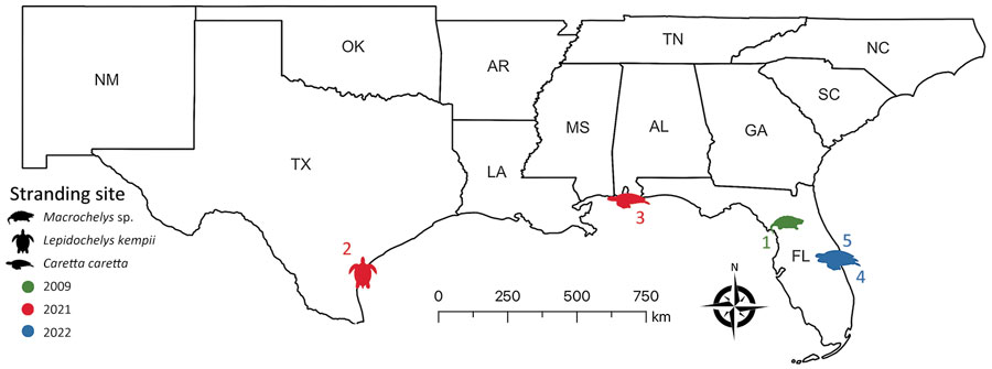 Geographic location and year found for 5 stranded piscichuvirus-infected aquatic turtles with meningoencephalomyelitis, United States, 2009–2021.