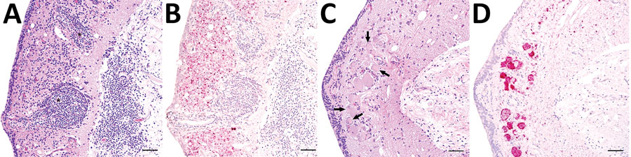 Representative tissue sections from the central nervous system of an alligator snapping turtle (Macrochelys sp.) with meningoencephalomyelitis, United States, 2009. A) Cerebellum; lymphoplasmacytic perivascular cuffs (asterisk) and infiltrates are widely disseminated in the gray matter and the adjacent leptomeninges. Hematoxylin and eosin stain. B) Replicate section of the same tissue shown in panel A. There is strong in situ hybridization signal (red) against freshwater turtle neural virus 1 (FTuNV1) in the cytoplasm of small neurons and glial cells throughout the gray matter and associated with the lymphoplasmacytic infiltrates. Hematoxylin counterstain. C) Optic tectum; several neurons have central chromatolysis (arrows). Hematoxylin and eosin stain. D) A replicate section of the tissue shown in panel C. Intense in situ hybridization signal (red) against FTuNV1 was within the neuronal and glial cytoplasm. Scale bars indicate 50 µm. 