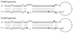 Terminal structure showing panhandle sequences for the 3′ and 5′ termini of FTuNV1 and STuNV1 genomes from piscichuvirus-infected aquatic turtles with meningoencephalomyelitis, United States, 2009–2021. Sequences were predicted by using the Vienna package RNAfold tool on Geneious (https://www.geneious.com). Offset bases indicate mispairing. Boldface bases indicate nucleotide differences between FTuNV1 and STuNV1. Dots indicate G/U pairings. The remaining genome is indicated by the loop structure (not to scale). FTuNV1, freshwater turtle neural virus 1; STuNV1, sea turtle neural virus 1.