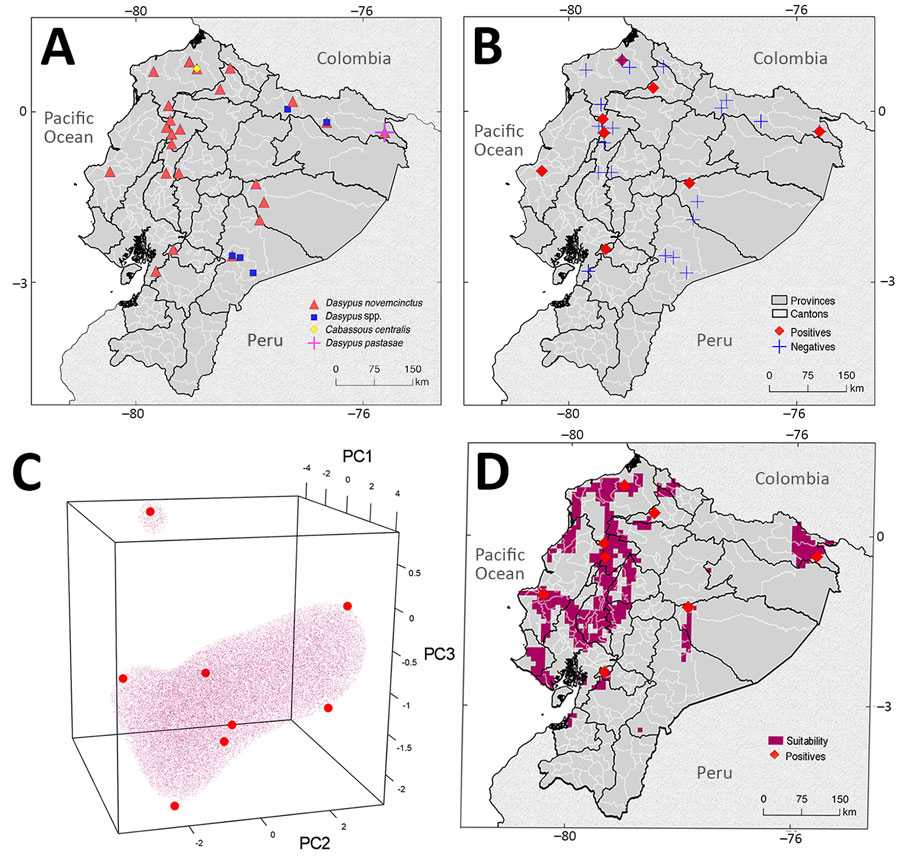 Locations of and geographic range Mycobacterium leprae detections in a study of M. leprae in nine-banded armadillos (Dasypus novemcinctus), Ecuador. A) Locations of armadillo collections and species identified. B) Locations from which M. leprae­–positive armadillos samples collected. In southern Santo Domingo de los Tsáchilas, >1 armadillo was collected (Appendix 2). No samples were positive for M. lepromatosis. C, D) Vector machine hypervolume and its projected geography. C) One-class support vector machine hypervolume with enclosed regions of environmental similarity to areas with M. leprae detections (red points); D) map with projected geography for M. leprae detections. Latitude and longitude are shown at edges. Mapping developed with the information available in Appendix 2. PC, principal component (see Appendix 1).