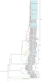 Phylogenetic analysis of full-length medium gene segments of Crimean-Congo hemorrhagic fever virus in study of virus diversity and reassortment, Pakistan, 2017–2020. Midpoint-rooted trees were generated by using the maximum-likelihood method. Blue-green text indicates sequences from this study. Most M segments from Pakistan clustered with the Asia-1 genotype/clade, but 3 reassorted sequences clustered with the Asia-2 clade, and 1 reassorted sequence clustered with the Africa-2 clade. Scale bar indicates nucleotide substitutions per site.