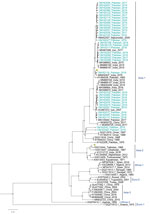Phylogenetic analysis of full-length large gene segments of Crimean-Congo hemorrhagic fever virus in study of virus diversity and reassortment, Pakistan, 2017–2020. Midpoint-rooted trees were generated by using the maximum-likelihood method. Blue-green font indicates sequences from this study, which clustered only with the Asia-1 genotype. Scale bar indicates nucleotide substitutions per site.