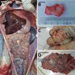 Necropsy images of 2 lemurs (detailed in the Table), both Varecia variegata, from a study of Mycobacterium tuberculosis complex–positive animals at the Botanical and Zoological Park of Tsimbazaza, Madagascar, in 2022. A) Body cavity with nodules and white spots in liver (animal 3). B) Tracheobronchial caseation of lymph nodes (animal 1). C) Tracheobronchial caseation of lymph nodes (animal 1). D) Black spots in stomach mucosa (animal 3). Scale bars indicate 1 cm.