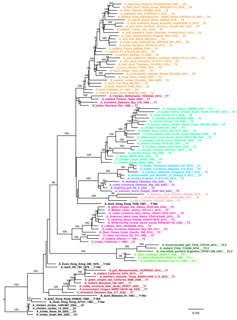 Pilot maximum-likelihood phylogenetic tree of the A/H9 influenza virus gene sequences obtained by using 4 representative datasets (Appendix 3) for the Y lineage (pilot_Y) as part of a proposed global classification and nomenclature system for A/H9 influenza viruses. Each clade is represented by >3 sequences, each labeled and colored according to the clade of belonging. Ultrafast-bootstrap supports >80% are indicated next to nodes. Scale bar indicates substitutions per site.