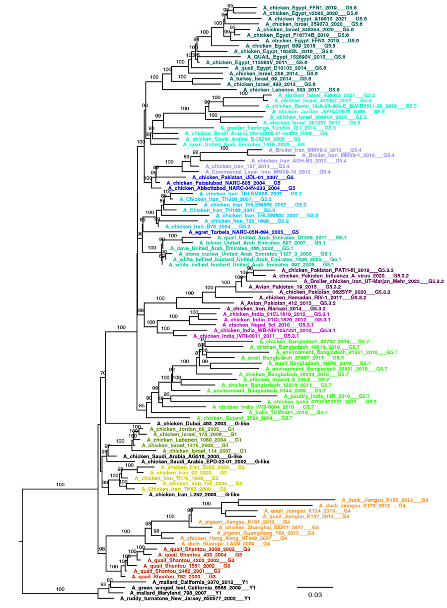 Pilot maximum-likelihood phylogenetic tree of the A/H9 influenza virus gene sequences obtained by using 4 representative (Appendix 3) for the G lineage (pilot_G) as part of a proposed global classification and nomenclature system for A/H9 influenza viruses. Each clade is represented by >3 sequences, each labeled and colored according to the clade of belonging. Ultrafast-bootstrap supports >80% are indicated next to nodes. Scale bar indicates substitutions per site.