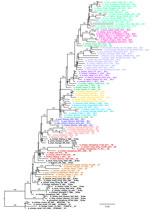 Pilot maximum-likelihood phylogenetic tree of the A/H9 influenza virus gene sequences obtained by using 4 representative datasets (Appendix 3) for the B lineage (pilot_B) as part of a proposed global classification and nomenclature system for A/H9 influenza viruses. Each clade is represented by >3 sequences, each labeled and colored according to the clade of belonging. Ultrafast-bootstrap supports >80% are indicated next to nodes. Scale bar indicates substitutions per site.