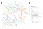 Phylogenetic analysis of isolates from study of batborne neglected zoonotic agent Issyk-Kul virus, Italy A) Phylogeneny nairovirus protein sequences for Orthonairovirus large (L) segments, including the complete sequence obtained from Hypsugo savii bats, highlighted in yellow. Sequence colors were based on the genogroups proposed by Ozeki et al. 2022 (12). B) Nucleotide alignment magnification of a short PCR-targeted region of the L segment, encompassing all sequences derived from bat surveillance conducted during 2017–2023 identified as Issyk-Kul virus IT-297348-34/2022. Numbers along branches indicate bootstrap values.