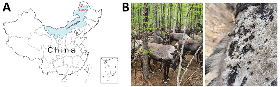 Sample collection process in study of Alongshan virus infection in Rangifer tarandus reindeer, northeastern China. A) Collection site of reindeer serum samples and their parasitic ticks. B) Sampled reindeer group and the presence of ticks on a reindeer. 