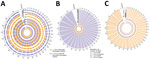 Leishmania tropica and L. donovani strains from the Indian subcontinent that share genetic markers with interspecies hybrids found in Sri Lanka. A) Circos plot (22) representation of the inheritance pattern of all genome-wide homozygous single nucleotide polymorphism differences between strains L. tropica K26 found in India, and L. donovani SL2706 found in Sri Lanka. Each concentric circular track depicts parental allele contribution in the different genomes. Chromosomes are separated by white radial lines with chromosome numbers shown on the outermost circle. Representative genomes of 2 isolates from Sri Lanka are shown, L. tropica (H9 and H15) and L. donovani (H105 and H106). L. donovani interspecies hybrids (SRR66–69) are examples of recent hybridization (13,23). Window size of 10 kb was used in the whole-genome sequencing analysis with the PAINT software suite (17) and reference genome LtrL590 available on TriTrypDB (https://www.tritrypdb.org). B) Circos plot (22) representing the allelic inheritance of LtK26 and LdSL2706 parental markers for the different L. donovani clinical isolates analyzed from Sri Lanka. C) Circos plot (22) representing the allelic inheritance of LtK26 and LdSL2706 parental markers for the different L. tropica clinical isolates analyzed from Sri Lanka. L. donovani Mongi (India) and L. tropica MA37 (Jordan) genomes are shown as references of nonmixed species genomes. SL, Sri Lanka.