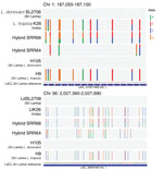 Representative nucleotide-level visualization of the inheritance of parental allelic markers on chromosomes 1 (upper panel) and 36 (lower panel) in L. donovani–L. tropica hybrid SRR66, L. donovani–L. major hybrid SRR64, and isolates from Sri Lanka (H105 and H9). Coverage plots highlighting single nucleotide polymorphisms were generated by using the integrative genomics viewer (https://igv.org), a match with the reference genome is represented as gray bars (24).